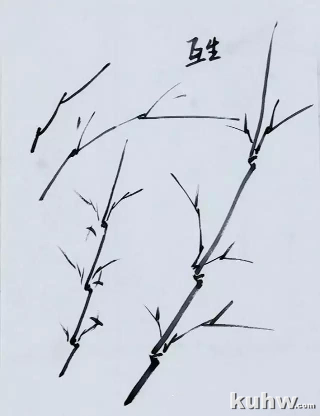 竹子画法基础教程