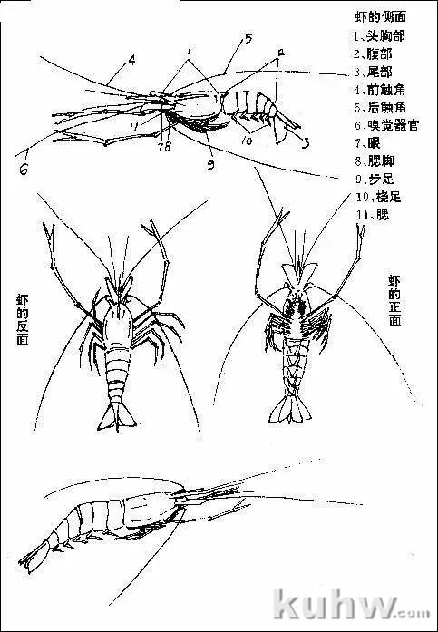 虾的结构示意图