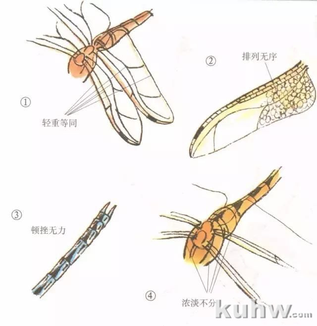 蜻蜓的工笔及写意画法，太全面了！