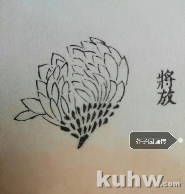 菊花画花头方法：如何画各种开花状态的正面和侧面