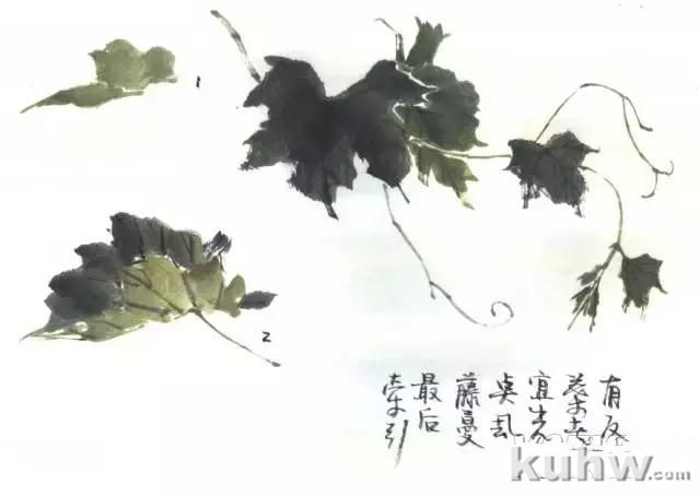 写意花鸟临本：国画葡萄画法，葡萄的绘画技法