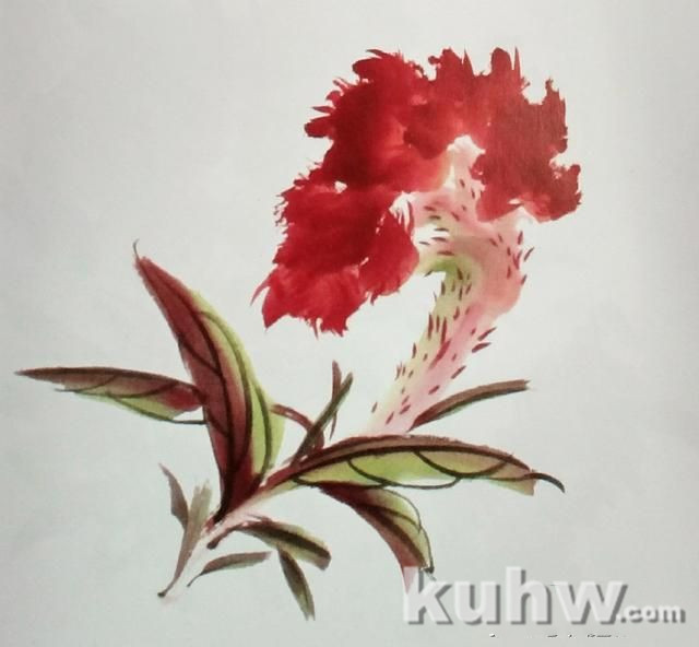 国画花鸟画之鸡冠花的画法，以及不同形态的鸡冠花造型