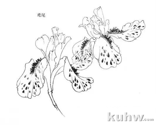 植物花卉写生白描的方法及步骤 花卉素描写生步骤图教程