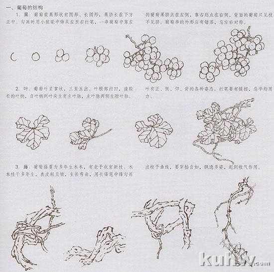 写意花鸟临本：国画葡萄画法，葡萄的绘画技法