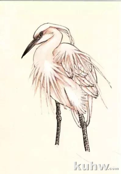 花鸟画技法教程：鹭的写意画法，国画苍鹭和芦苇的画法