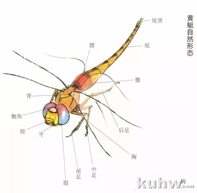 蜻蜓的工笔及写意画法，太全面了！