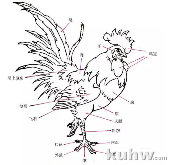 图文教程：写意公鸡画