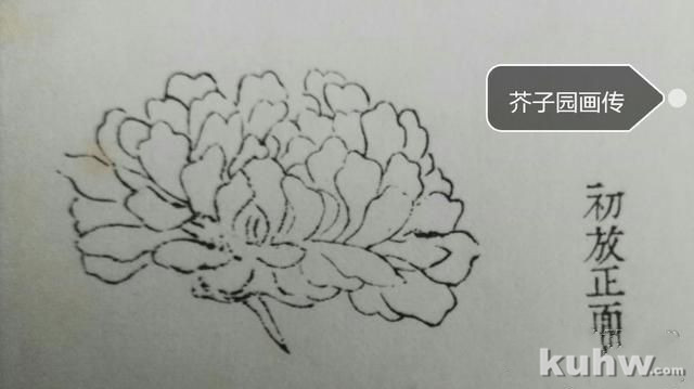 菊花画花头方法：如何画各种开花状态的正面和侧面