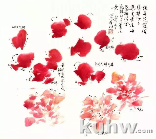 牡丹花头画不好？请先掌握牡丹花冠的结构特征！