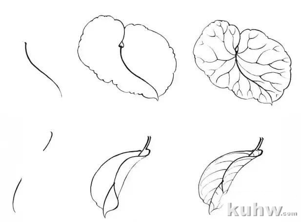 植物花卉写生白描的方法及步骤 花卉素描写生步骤图教程