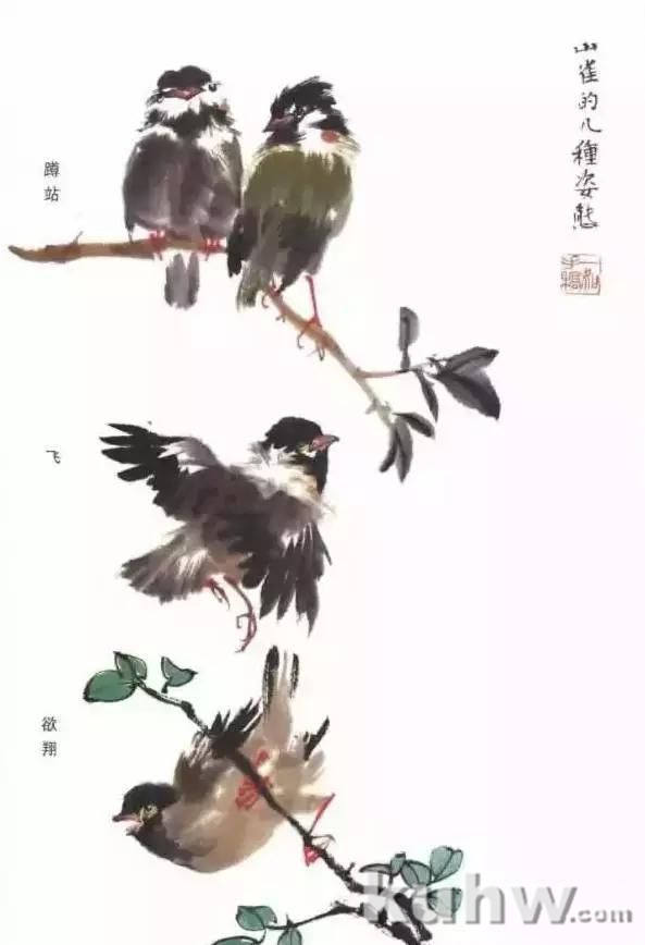 麻雀太平鸟绘画技法详解