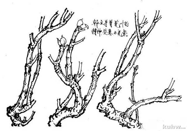 国画课堂丨王道中工笔牡丹技法介绍（上）