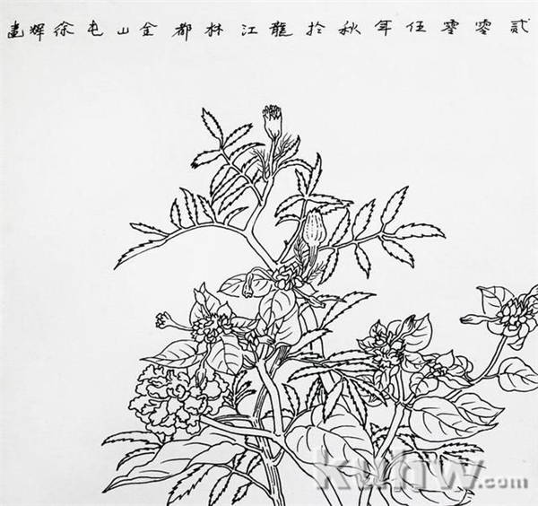 植物花卉写生白描的方法及步骤 花卉素描写生步骤图教程