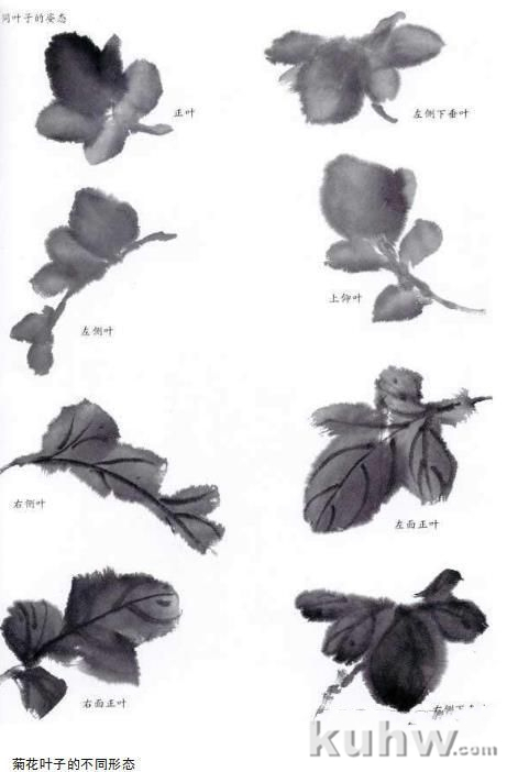 国画入门：菊花的简单画法