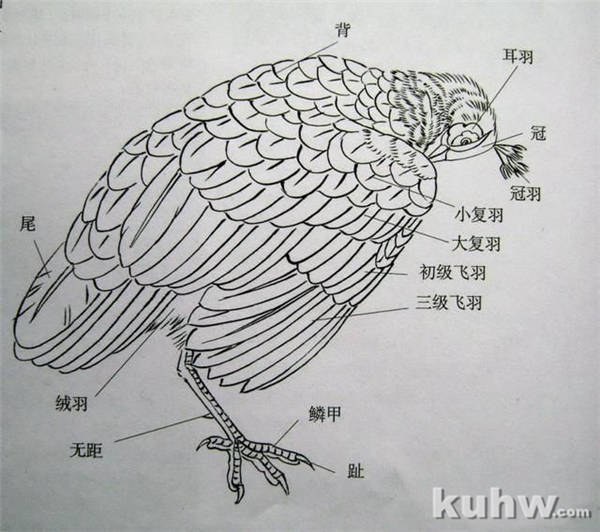 国画孔雀的画法图片大全 工笔开屏孔雀画法步骤教学