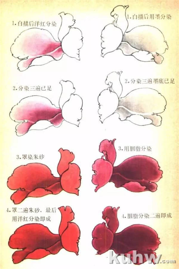 国画课堂丨王道中工笔牡丹技法介绍（下）