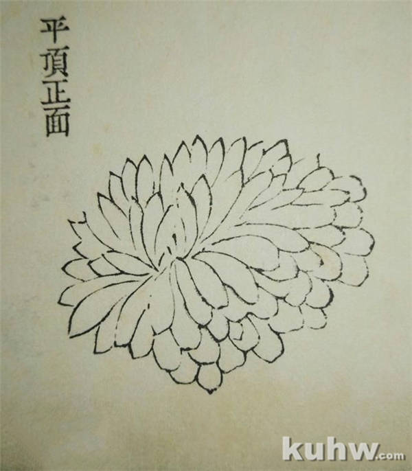 墨菊画花头画法