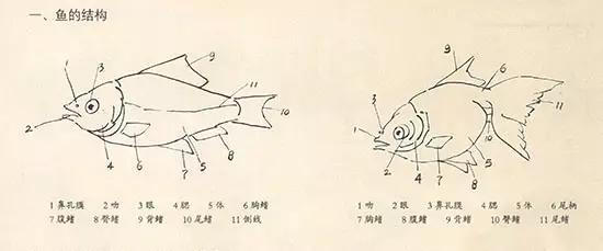 绘画教程：中国画鱼的写意绘画技法