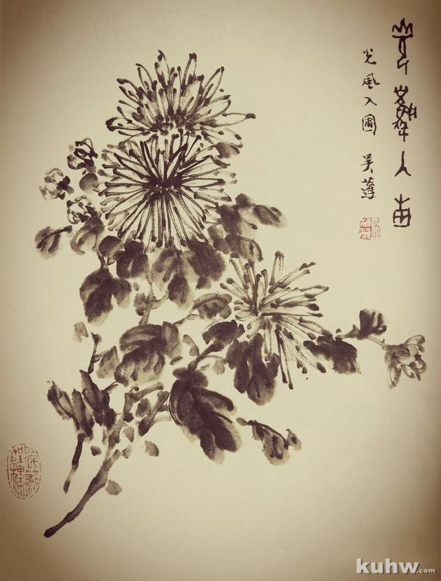 画菊花第三个步骤：攒顶尖瓣花，文末附菊花作品