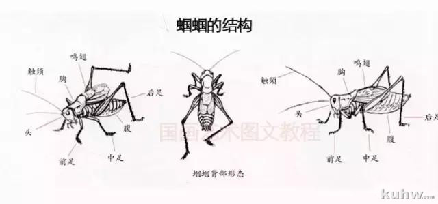 图文教程：写意草虫画法之蝉、螳螂、蝈蝈的写意画法步骤