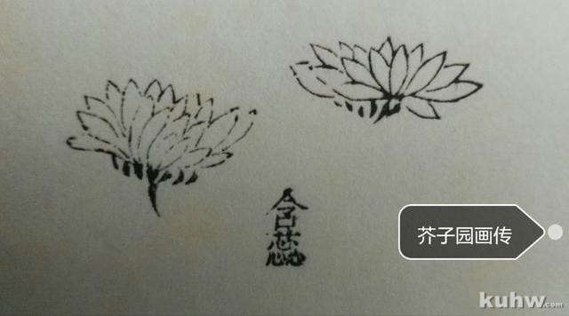 菊花画花头方法：如何画各种开花状态的正面和侧面