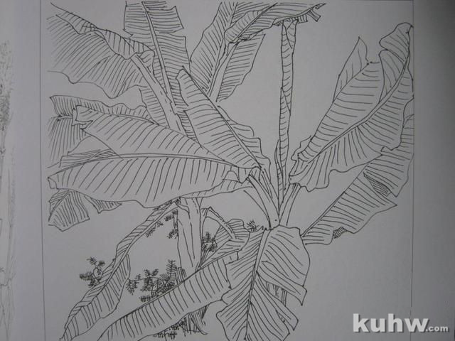 植物花卉写生白描的方法及步骤 花卉素描写生步骤图教程