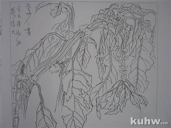 植物花卉写生白描的方法及步骤 花卉素描写生步骤图教程