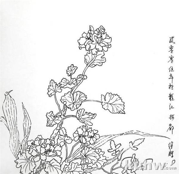 植物花卉写生白描的方法及步骤 花卉素描写生步骤图教程