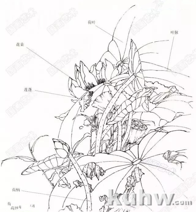 图文教程：学吴昌硕、齐白石画荷