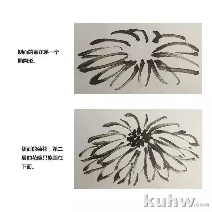 菊花怎么画  国画写意菊花画法