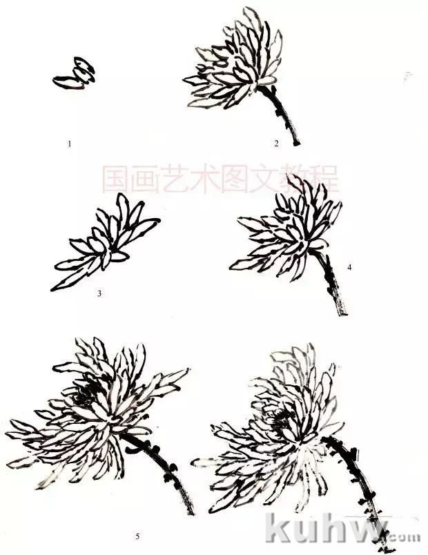 菊花写意画法步骤图文详解，菊花与叶的组合画法