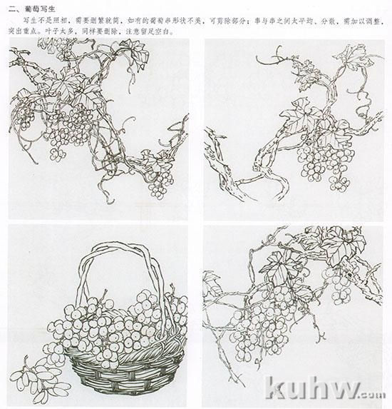 写意花鸟临本：国画葡萄画法，葡萄的绘画技法