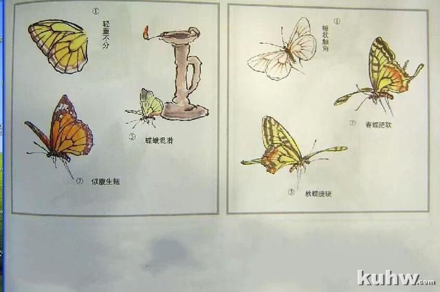 国画-工笔画技法：怎样画蝴蝶