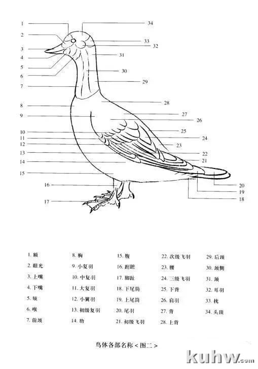 工笔飞禽的画法介绍及练习线描