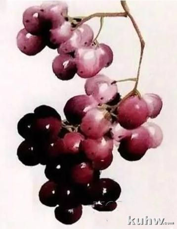 葡萄国画技法之紫红色葡萄