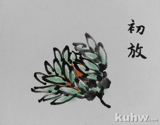 画菊花第三个步骤：攒顶尖瓣花，文末附菊花作品