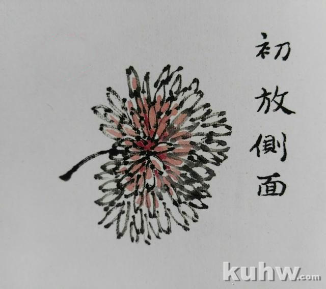 墨菊画花头画法