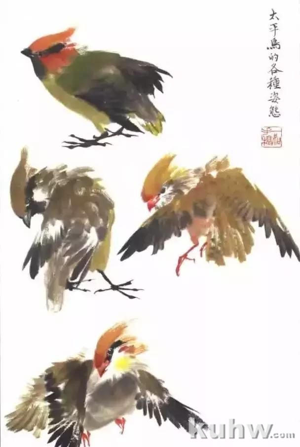 麻雀太平鸟绘画技法详解