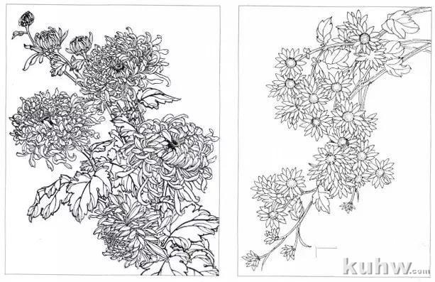 工笔菊花画法解析，太详细了