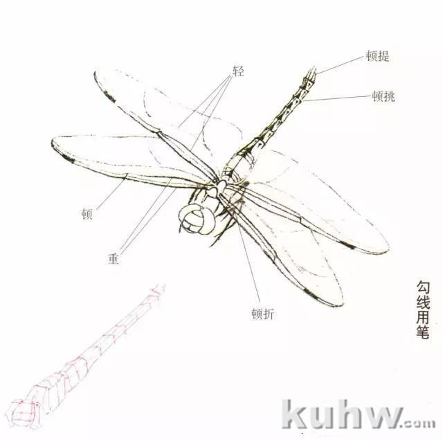 蜻蜓的工笔及写意画法，太全面了！