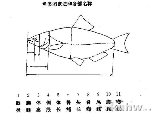写意国画鱼的画法
