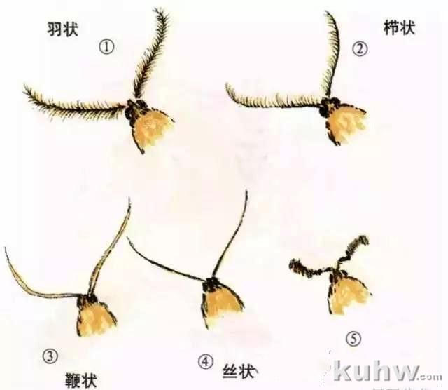 国画技法丨蛾的工笔和写意画法