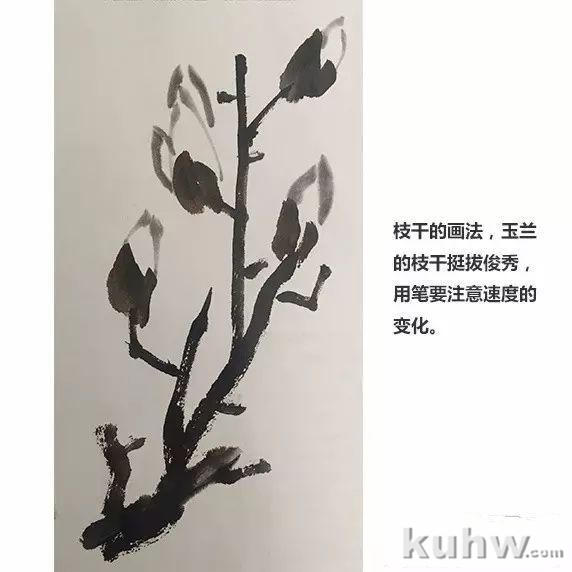 入门教程丨玉兰的画法