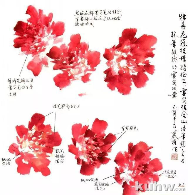 牡丹花头画不好？请先掌握牡丹花冠的结构特征！