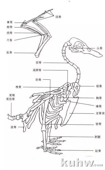 工笔飞禽的画法介绍及练习线描