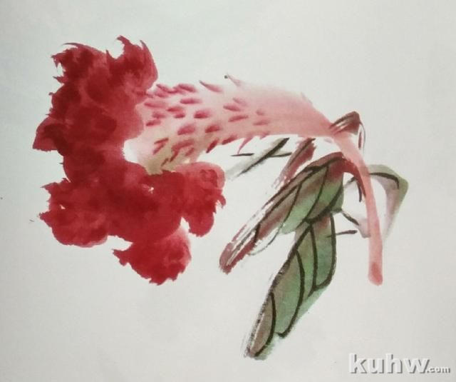 国画花鸟画之鸡冠花的画法，以及不同形态的鸡冠花造型