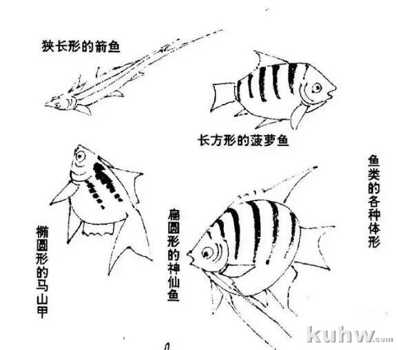 写意国画鱼的画法