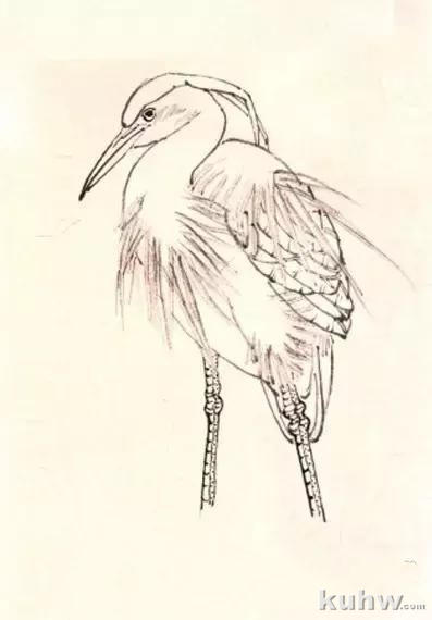 花鸟画技法教程：鹭的写意画法，国画苍鹭和芦苇的画法
