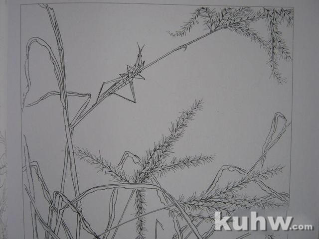 植物花卉写生白描的方法及步骤 花卉素描写生步骤图教程