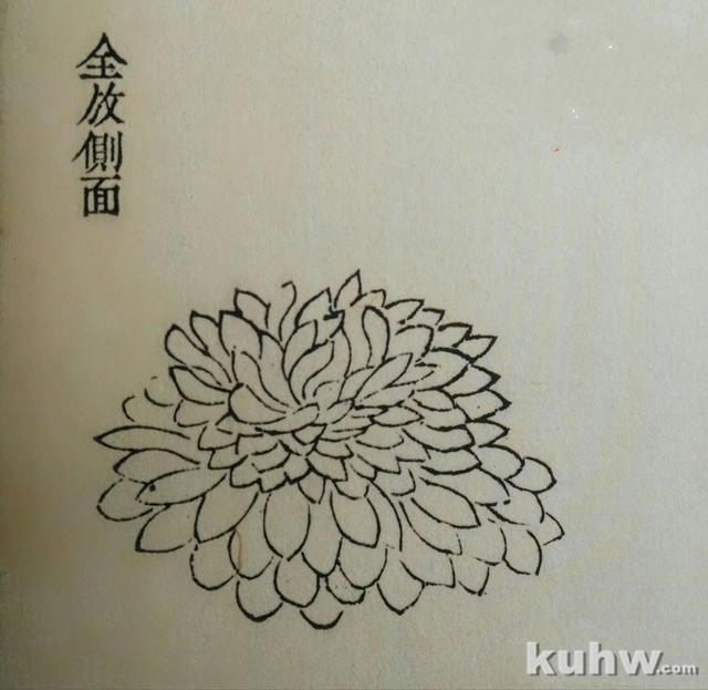 画菊花第三个步骤：攒顶尖瓣花，文末附菊花作品